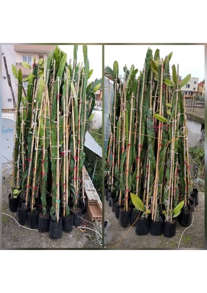 Kırmızı Pitaya (Ejder Meyvesi) Köklü Ve 100-130 Cm (Meyve Verecek Yaşta) fiyatları