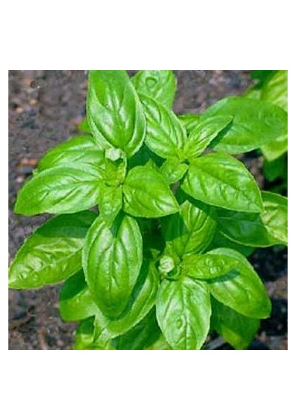 Yeşil Fesleğen Tohumu 1 Paket (100 Adet)