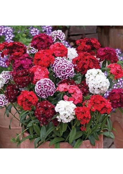 Hüsnüyusuf Çiçeği Tohumu 1 Paket (100 Adet)