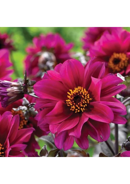 Dahlia Çiçeği Tohumu 1 Paket (30 Adet)