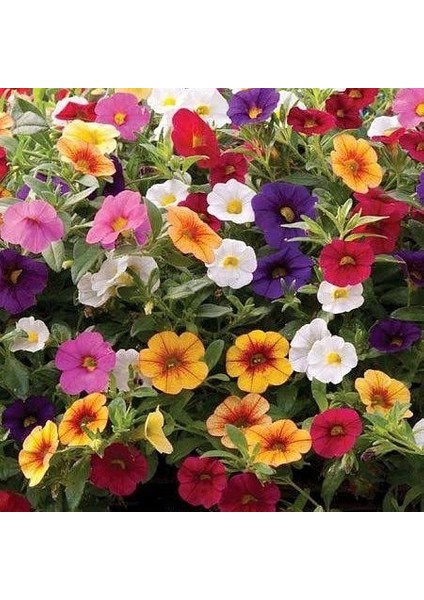 Petunya Çiçeği Tohumu (20 Adet)