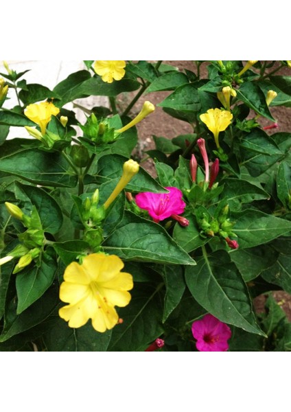 Akşam Sefası Çiçeği Tohumu 1 Paket (25 Adet)