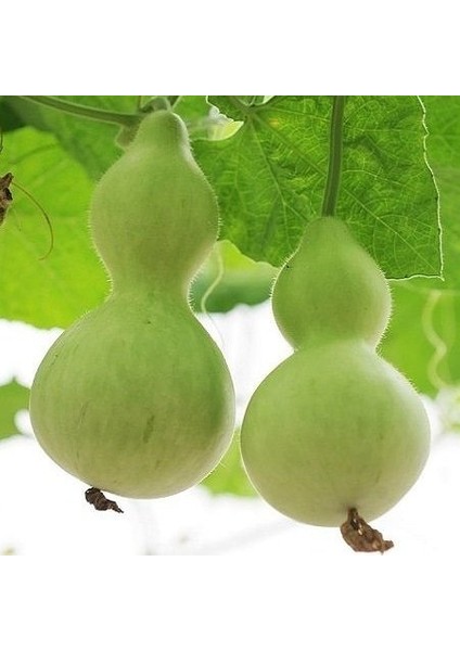 Su Kabağı Çiçek Tohumu Lagenaria Siceraria 1 Paket (5 Adet)