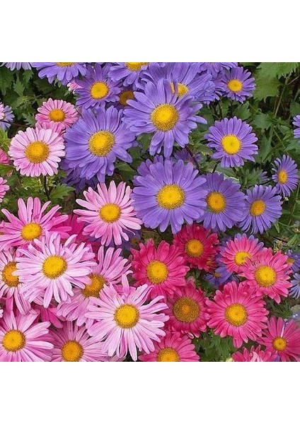 Aster Çiçeği Karışık Renk Çiçek Tohumu 1 Paket (50 Adet)