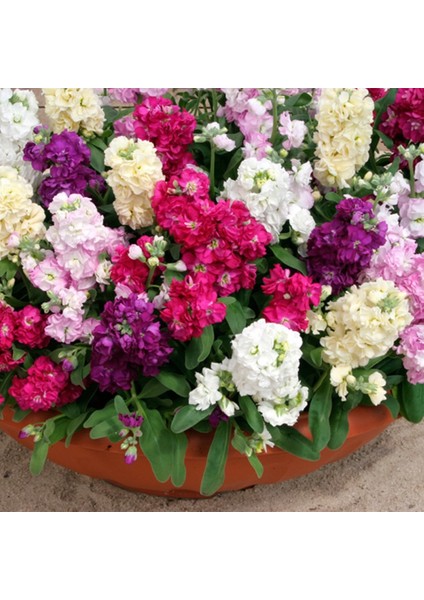 Şebboy Çiçeği Karışık Renk Çiçek Tohumu 1 Paket (100 Adet)