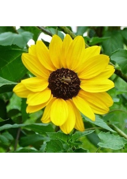 Süs Ayçiçeği Çiçek Tohumu 1 Paket (50 Adet)