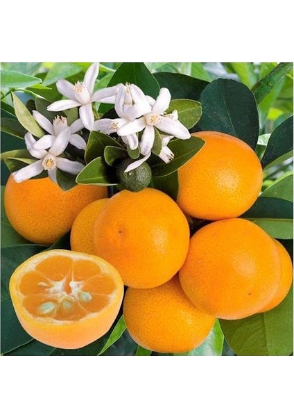 Citrus Calamondın Fidanı (2.5 Yaş Çicekli Ve Meyveli)