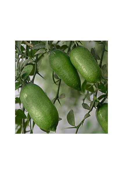 Finger Lime / Parmak-Havyar Lımon 5 Yaş