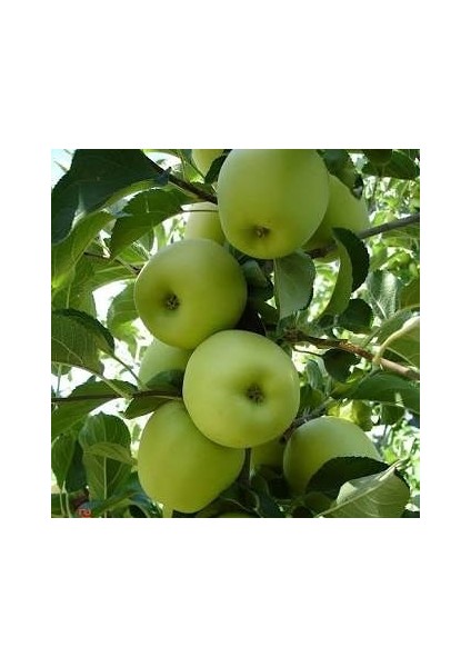 Golden Reinders Elma (2.5 Yaş Torbalı 40 Cm Üzeri)