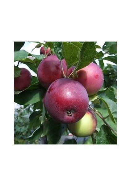 Jersey Mac-Yaz Elması (2.5 Yaş Torbalı 40 Cm Üzeri)
