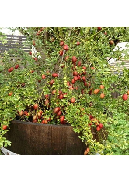Avusturalya Blood-Kırmızı Lime Limon Fidanı Nadir Çeşit 5 Yaşlı Tüplü
