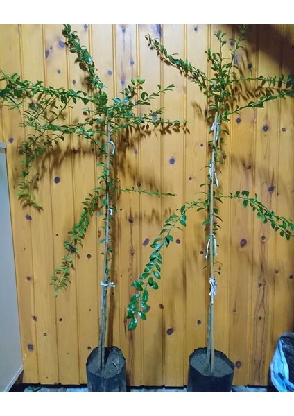 Avusturalya Blood-Kırmızı Lime Limon Fidanı Nadir Çeşit 5 Yaşlı Tüplü