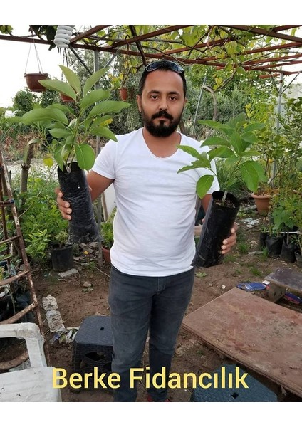 Zutano Avakado (Aşılı - 2.5 Yaş - Torbalı)