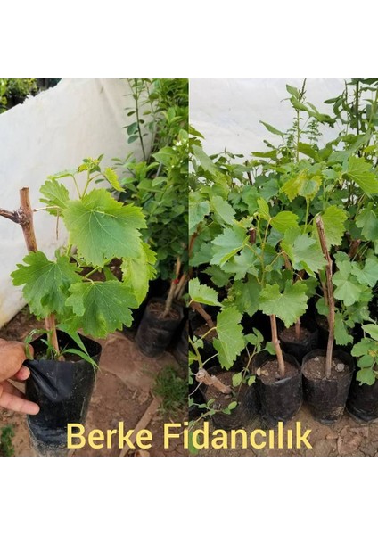 Berke Fidancılık Tüplü Trakya İlkeren (Sarmalık) Üzüm (Asma-Bağ) Fidanı 2 Yaş