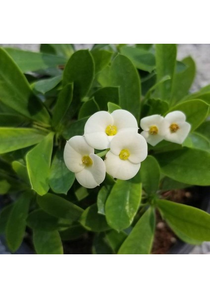 İthal Beyaz Euphorbia Milii / Dikenler Tacı Saksıda Büyük Boy