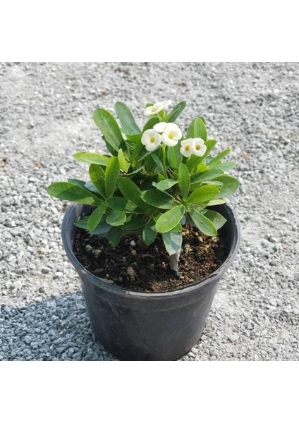 İthal Beyaz Euphorbia Milii / Dikenler Tacı Saksıda Büyük Boy fiyatları