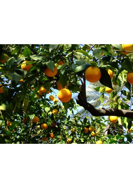 Valencia Portakal Fidanı +120 Cm Tüplü