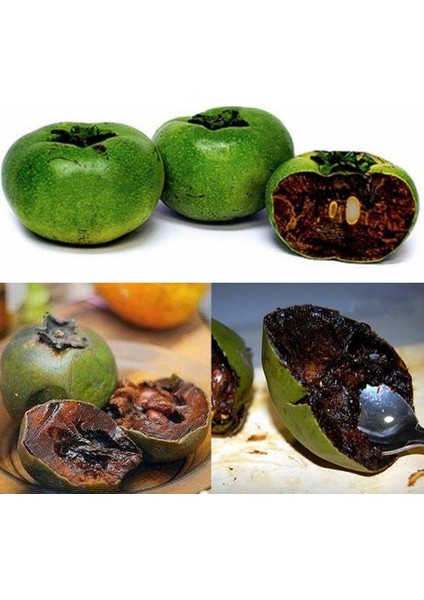 Diospyros Digyna Black Sapote Çikolata Meyvesi Fidanı 40-60 Cm Saksıda