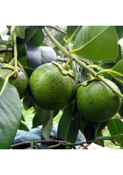 Diospyros Digyna Black Sapote Çikolata Meyvesi Fidanı 40-60 Cm Saksıda