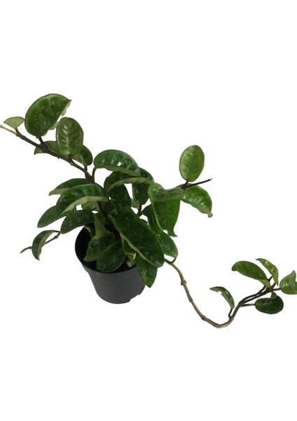 Armenbotanik Hoya Carnosa Mum Çiçeği