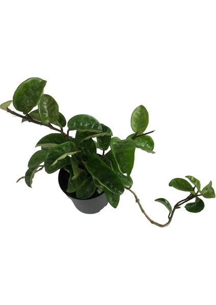 Armenbotanik Hoya Carnosa Mum Çiçeği fiyatları