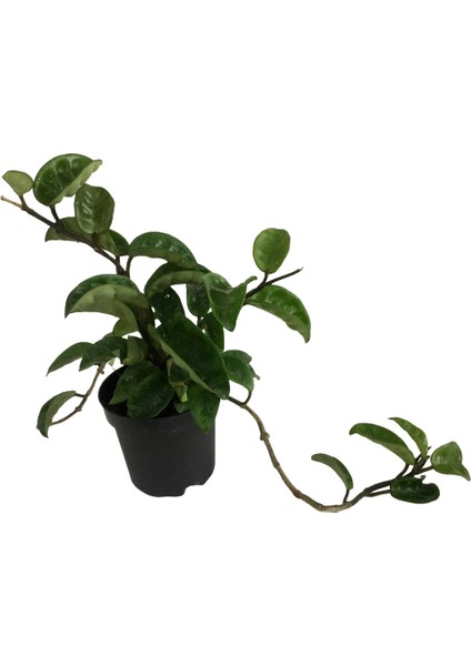 Armenbotanik Hoya Carnosa Mum Çiçeği modelleri