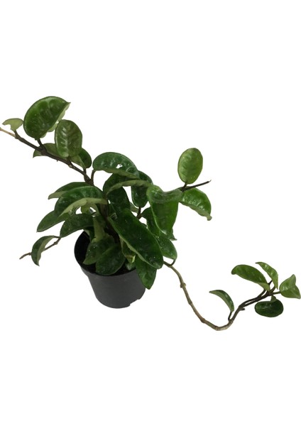 Armenbotanik Hoya Carnosa Mum Çiçeği fırsatları