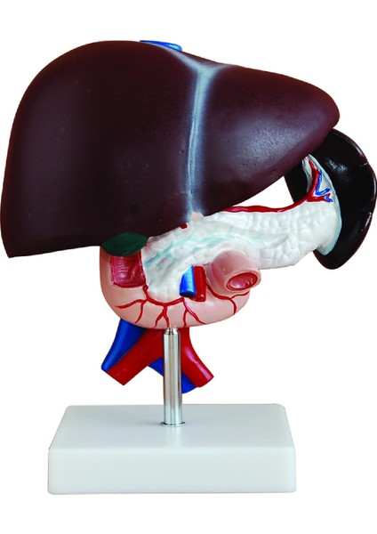 Karaciğer Modeli Pankreas ve Onikiparmak Bağırsağı Ile Birlikte - 23CM x 12.5cm x 26.5cm - Kaideli