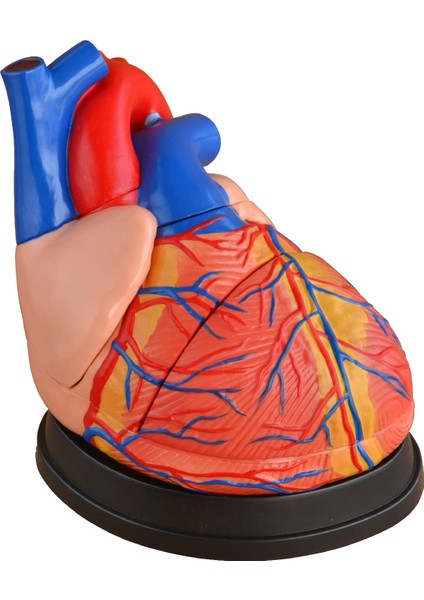 Kalp Modeli - Jumbo Boy - Gerçek Boyuta Göre 4 Kat Büyük - Kaideli - 25CM x 23CM X23CM