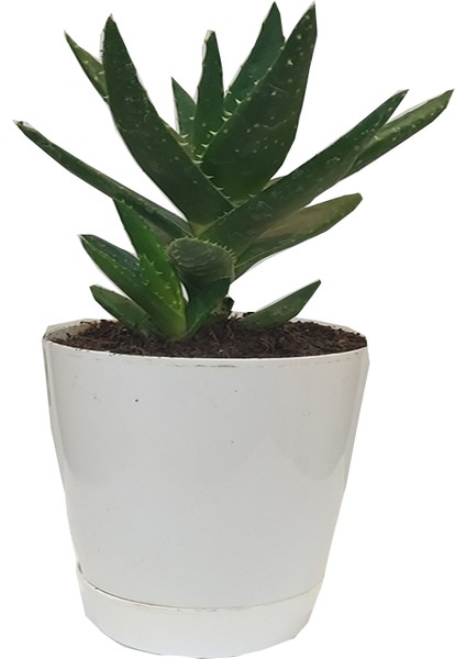 Aloevera Bitkisi Dikenli 10-25 cm Salon ve Balkon Çiçeği