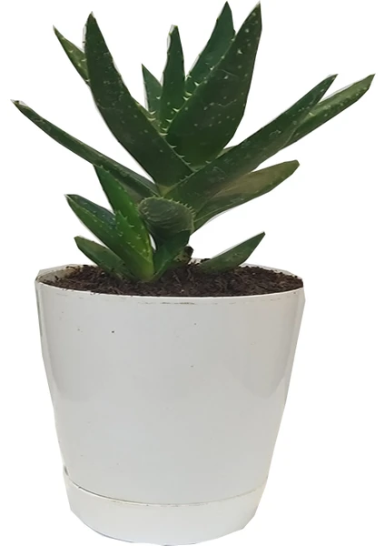 Toru Bahçe Aloevera Bitkisi Dikenli 10-25 cm Salon ve Balkon Çiçeği