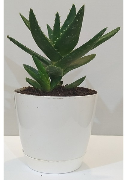 Aloevera Bitkisi Dikenli 10-25 cm Salon ve Balkon Çiçeği