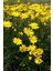 Euryops Pectinatus Viridis Yeşil Yapraklı Sarı Çalı Papatyası Saksıda 1