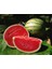 Karpuz Tohumu Crimson Sweet Karpuz Tohumu 15'li + Torf + Saksı + Tohum 1
