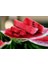 Karpuz Tohumu Crimson Sweet Karpuz Tohumu 15'li + Torf + Saksı + Tohum 2