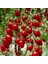 Cherry Domates Tohumu Organik Domates Tohumu 20'li + Torf + Saksı + Tohum 2