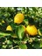 6 Yaş Aşılı Yediveren-Mayer Limon Fidanı (Saksılı) 1