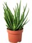 Aloevera 1
