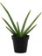 Aloevera 1