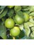 Tahiti Lime (Dikensiz-Çekirdeksiz) Fidanı 6 Yaş 1