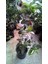Tahiti Lime (Dikensiz-Çekirdeksiz) Fidanı 6 Yaş 2