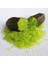 Finger Lime Collette (Bize Özel Sınırlı Stok) 1