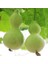 Su Kabağı Çiçek Tohumu Lagenaria Siceraria 1 Paket (5 Adet) 1