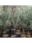 Zeytin (Gemlik-2 Yasinda) Fıdanı 1