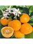 Citrus Calamondın Fidanı (2.5 Yaş Çicekli Ve Meyveli) 1