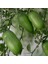 Finger Lime / Parmak-Havyar Lımon 5 Yaş 1