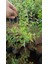 Finger Lime / Parmak-Havyar Lımon 5 Yaş 2