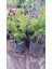 Süs Narı (Bonsai) Fidani 2