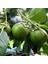 Diospyros Digyna Black Sapote Çikolata Meyvesi Fidanı 40-60 Cm Saksıda 3