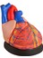 Kalp Modeli - Jumbo Boy - Gerçek Boyuta Göre 4 Kat Büyük - Kaideli - 25CM x 23CM X23CM 1